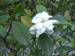 黃梔子花冠白色或黃色，有芳香味，是著名的香花植物(蔡秀錦攝)