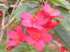 日日櫻的花萼、花瓣各五片，花冠紅色，盛開時相當漂亮，可做為庭園觀賞樹(蔡秀錦攝)