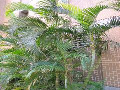 黃椰子常綠木本，可種植於庭園樹或盆栽當作觀葉植物(蔡秀錦攝)