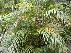 黃椰子的葉叢生於莖頂，羽狀複葉，綠色或黃綠色，小葉線形，葉鞘圓筒狀，葉柄及葉鞘黃色(蔡秀錦攝)