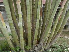 黃椰子的樹幹為圓柱狀，叢生，具有顯著節環，黃色或黃綠色環狀紋路(蔡秀錦攝)