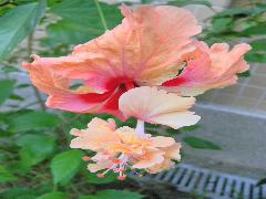 朱槿的花大艷麗，具有園藝景觀價值(蔡秀錦攝)