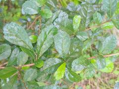 福建茶的葉緣為全緣或鋸齒緣，葉面深綠有光澤，背面為淡綠色(蔡秀錦攝)