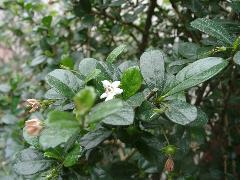 福建茶的花冠白色，2~3朵腋生，花萼5裂(蔡秀錦攝)