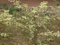 斑葉女貞為常綠小灌木，是有觀賞價值的觀葉植物(蔡秀錦攝)