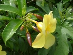 軟枝黃蟬的花腋生或頂生，花萼5裂為綠色，花冠鮮黃色，先端5裂的漏斗狀(蔡秀錦攝)