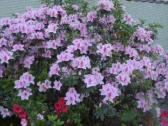 細葉杜鵑的花冠為漏斗形，花色富變化，有白、紅、粉紅、紫、黃等顏色(蔡秀錦攝)