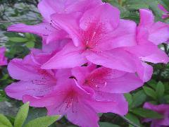 細葉杜鵑的花冠為漏斗形，花色富變化，有白、紅、粉紅、紫、黃等顏色(蔡秀錦攝)