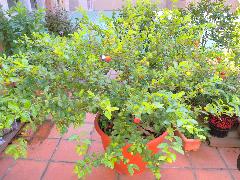 西印度櫻桃為常綠灌木，原是熱帶果樹(蔡秀錦攝)