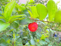 西印度櫻桃的果實為漿果，球形或扁球形，熟果為粉紅至鮮紅色(蔡秀錦攝)