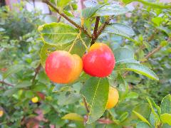 西印度櫻桃酸溜溜的果實，維他命Ｃ含量是目前眾多水果類之冠(蔡秀錦攝)
