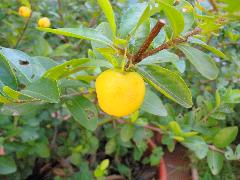 西印度櫻桃的果實為漿果，球形或扁球形，早期是白綠色、橙黃色的(蔡秀錦攝)