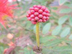 粉撲花的花苞，由15~24朵小花組成(蔡秀錦攝)