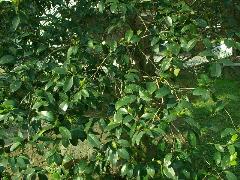 含笑花為常綠灌木，植株高約3~5公尺(蔡秀錦攝)