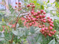 南天竹  成熟的果實為紅色具有觀賞價值(蔡秀錦攝)