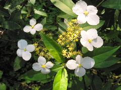 華八仙  不孕性花的白色萼片讓花朵變得醒目(蔡秀錦攝)