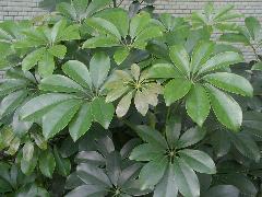 鵝掌藤  為常綠灌木，常被種植為觀葉植物(蔡秀錦攝)