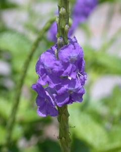 長穗木  花小藍紫色，排列成穗狀花序(蔡秀錦攝)