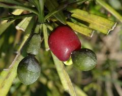 果實成熟時，果托由綠色轉為黃色、紅色(蔡秀錦攝)